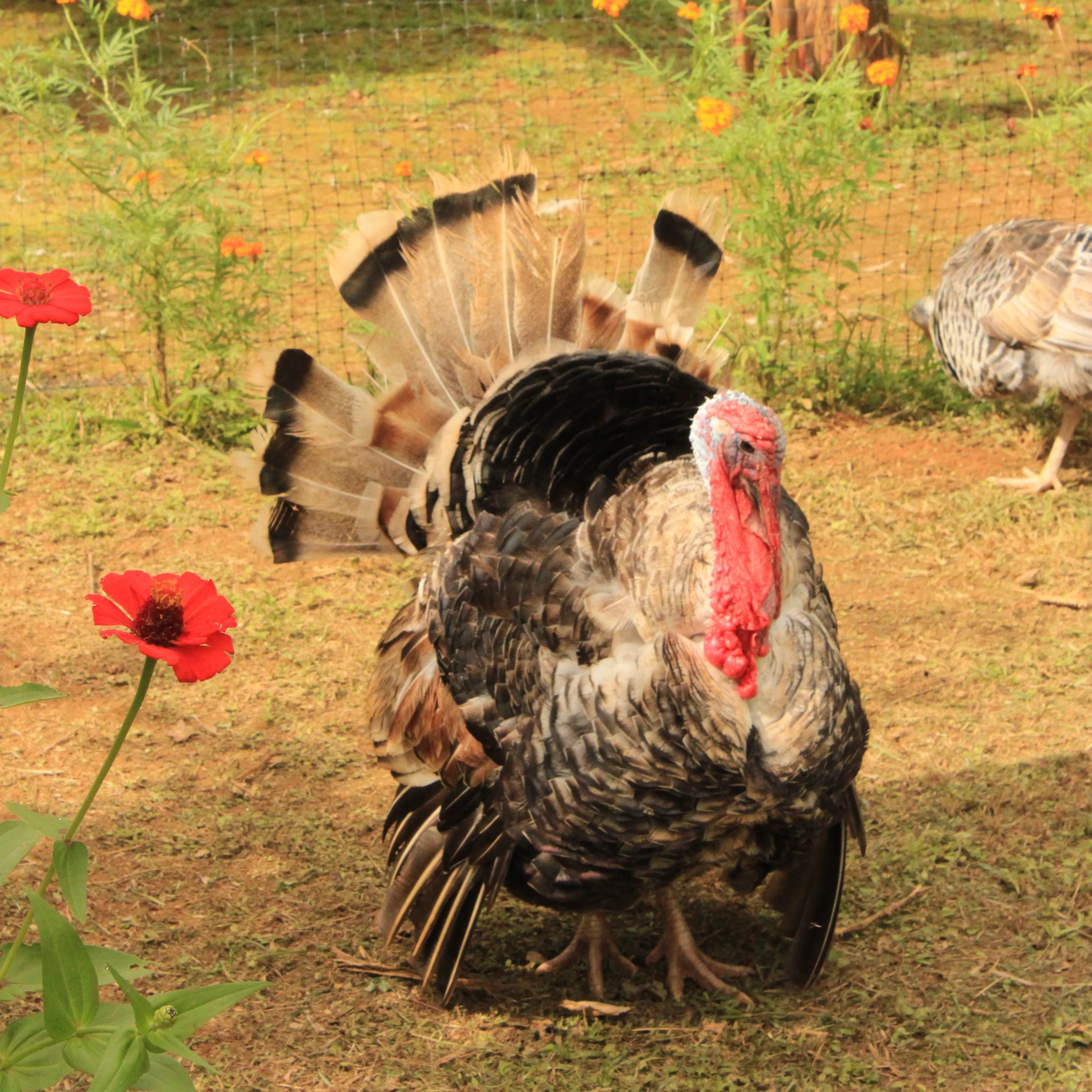 Farm Tour and Natural Medicine