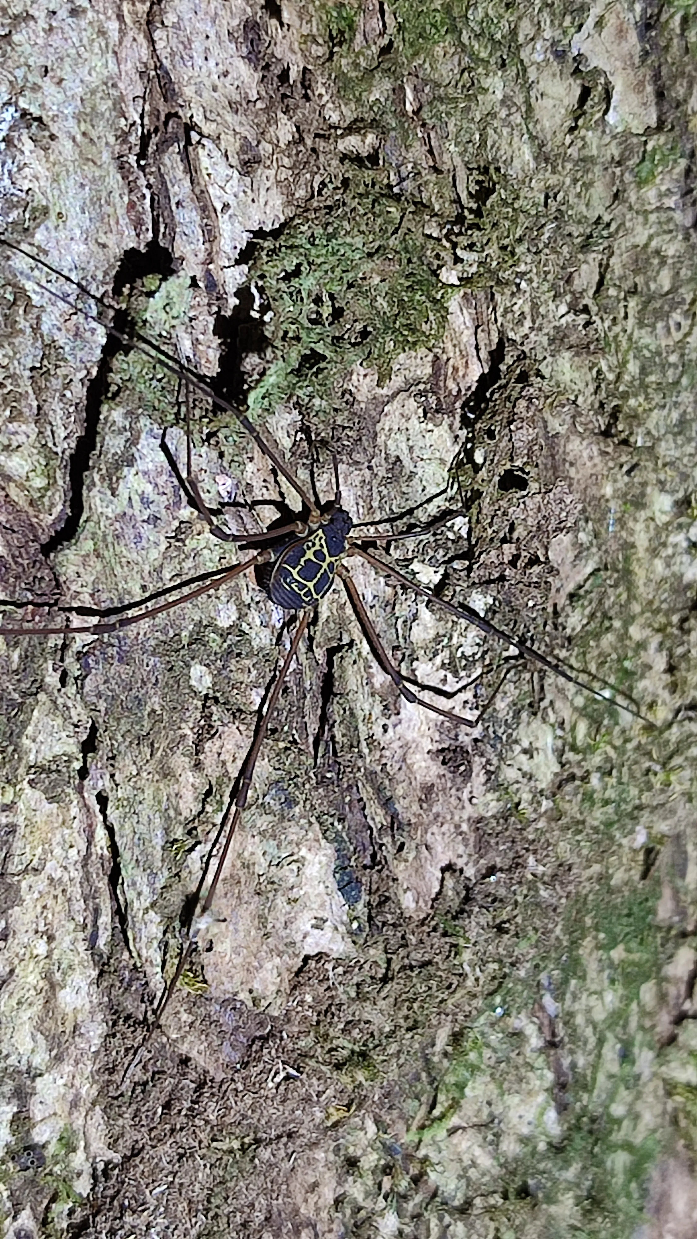 callipogon