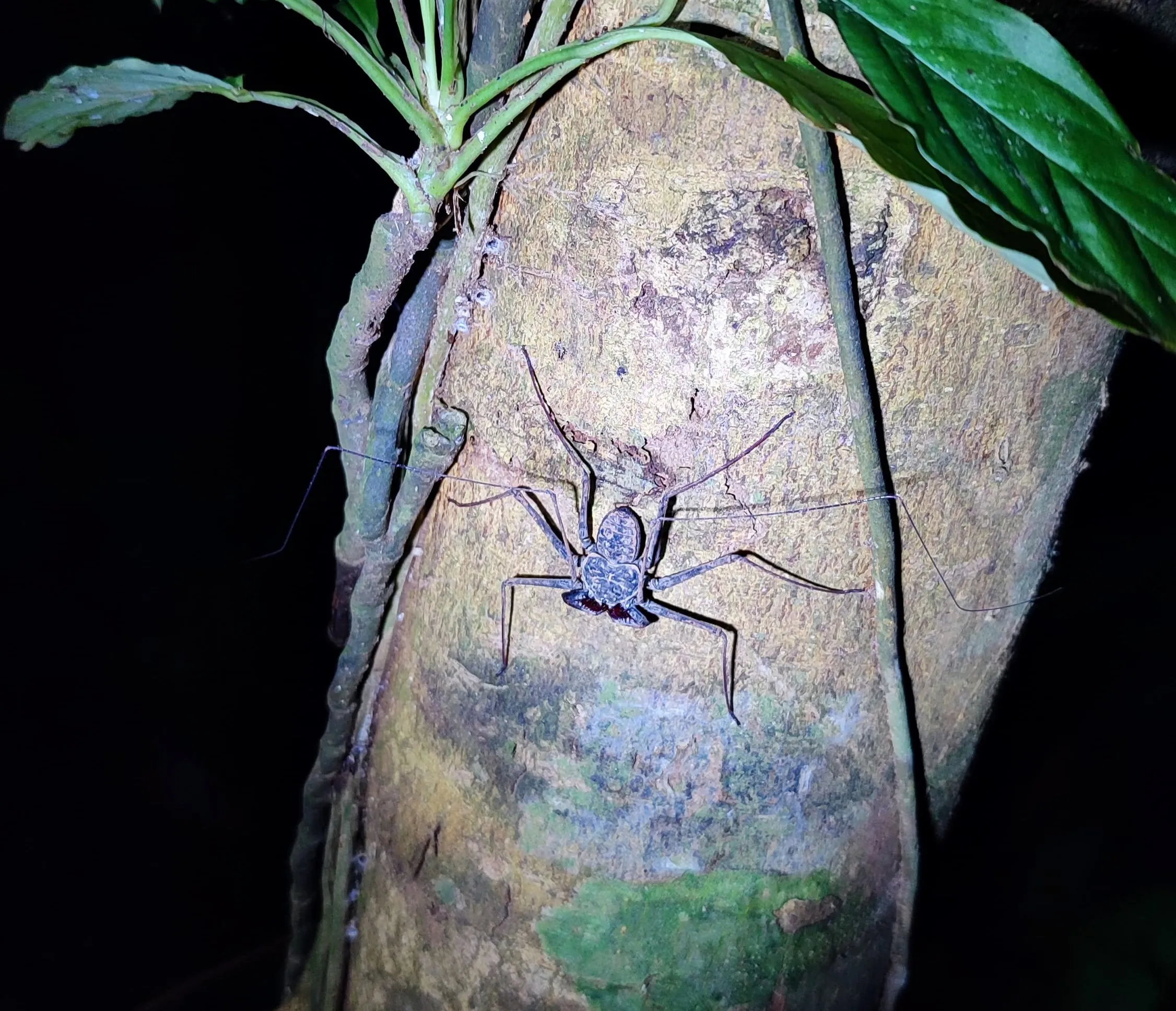 Tailless whip scorpion