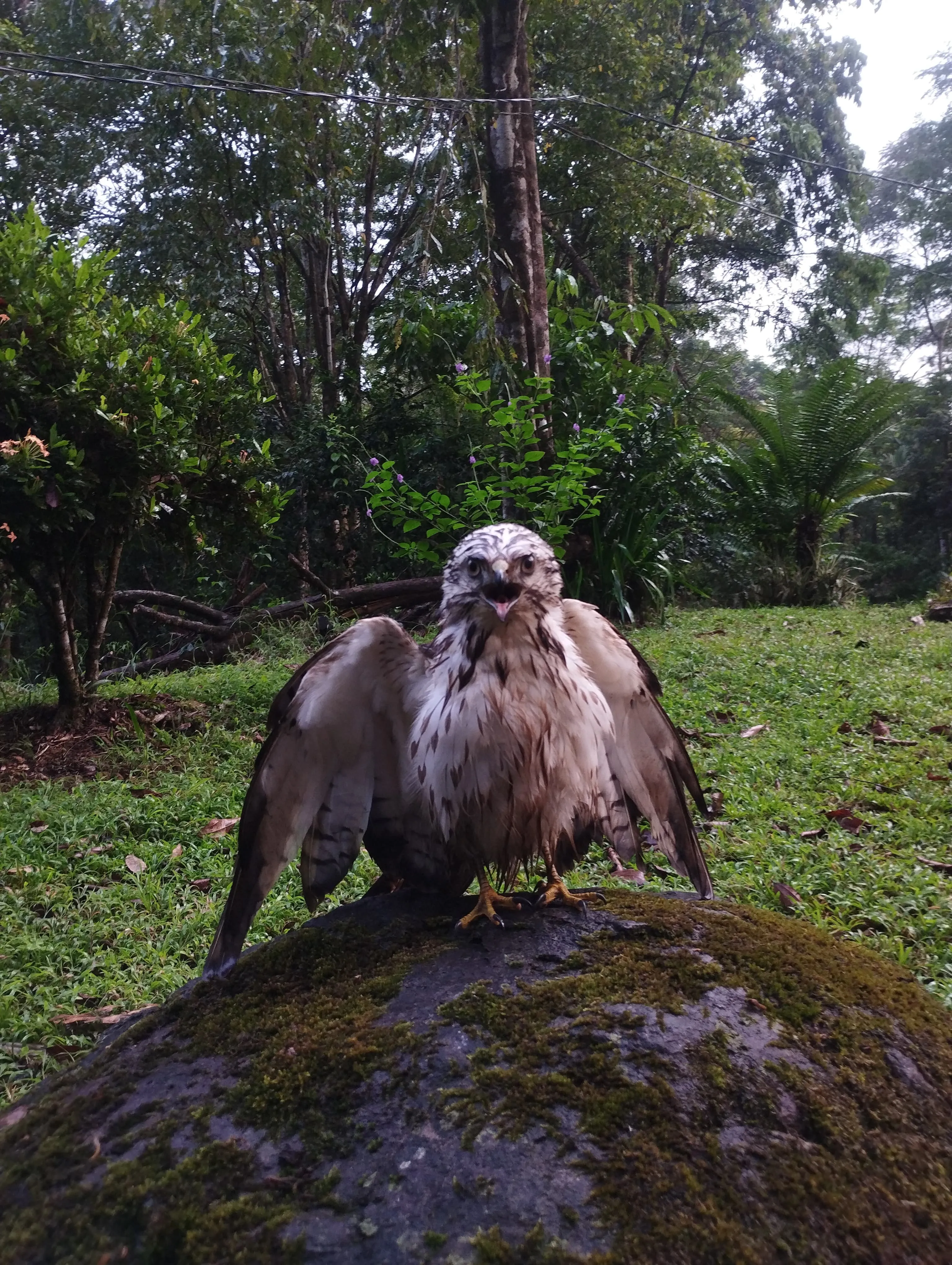 Natural History Hike and image of a young broad winged hawk
