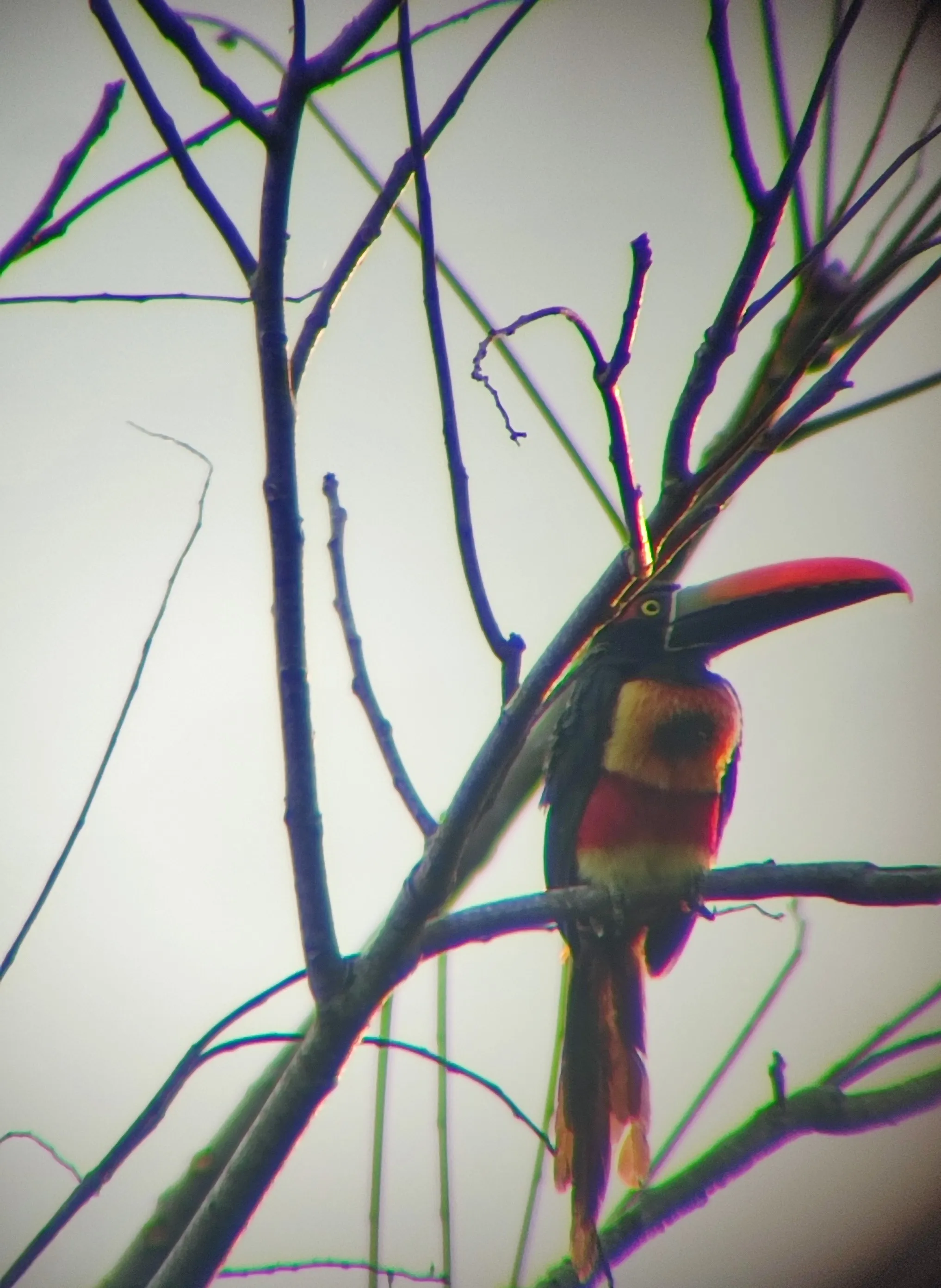 Fiery Billed Aracari - Cusingo looking at the sunset while perched on a branch