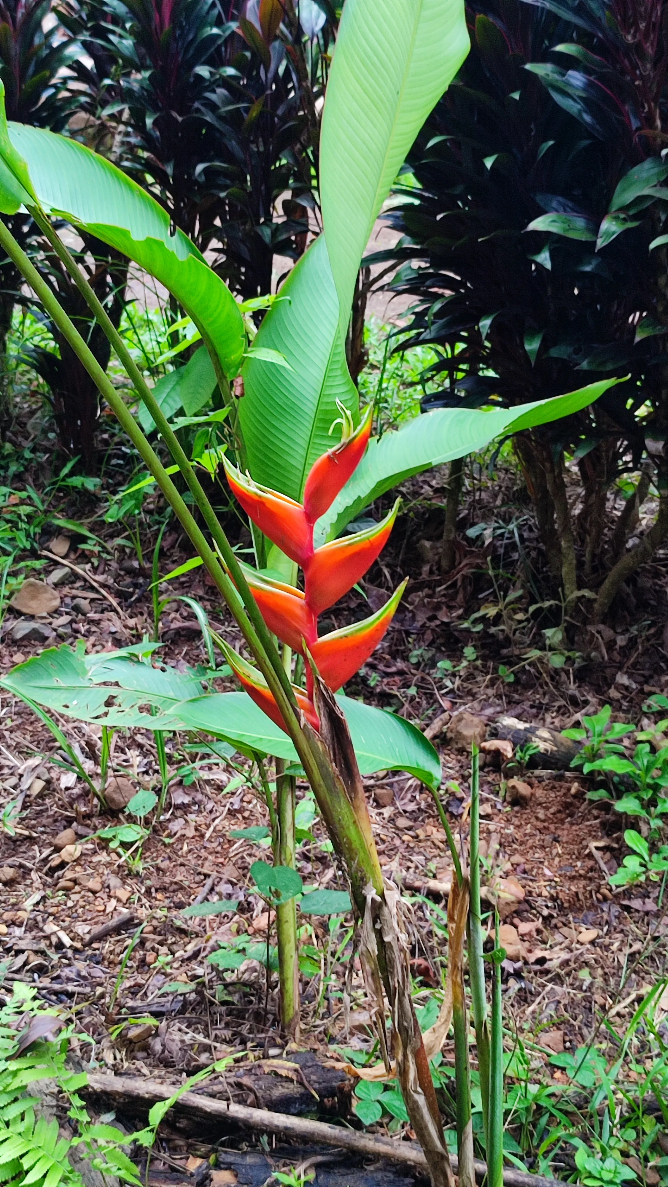Heliconia bihai