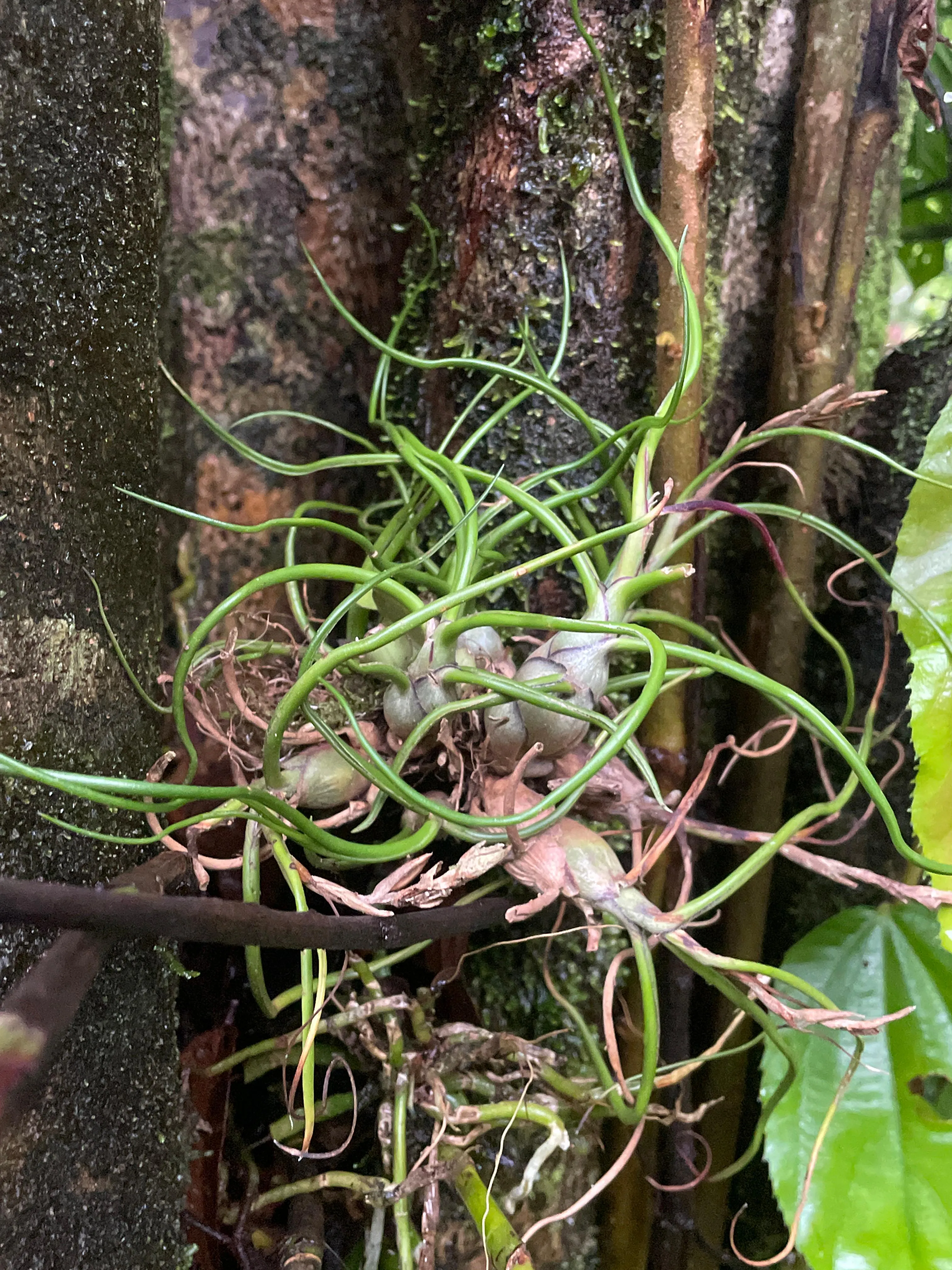 heliconia Trichocarpa