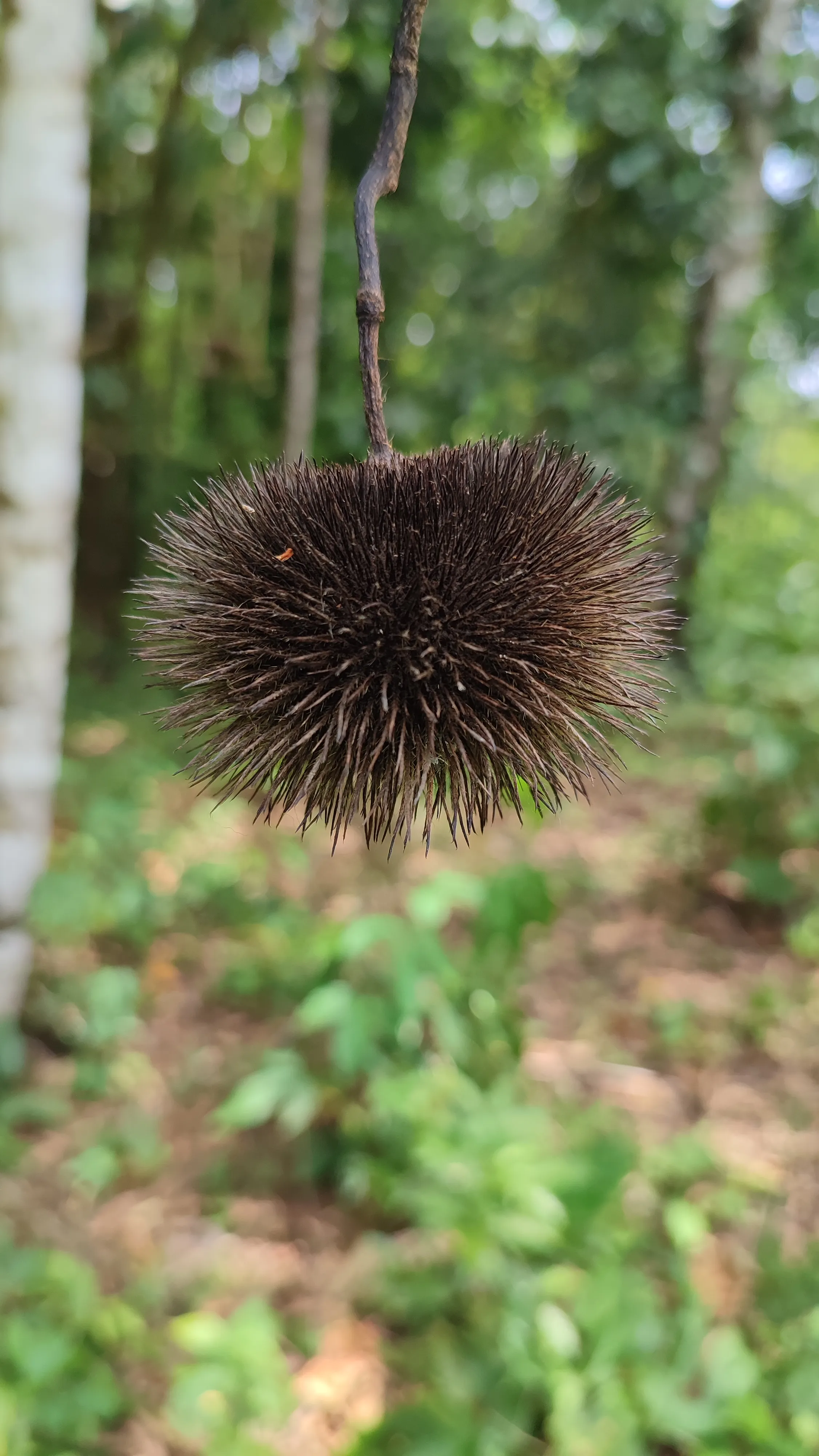 monkey comb