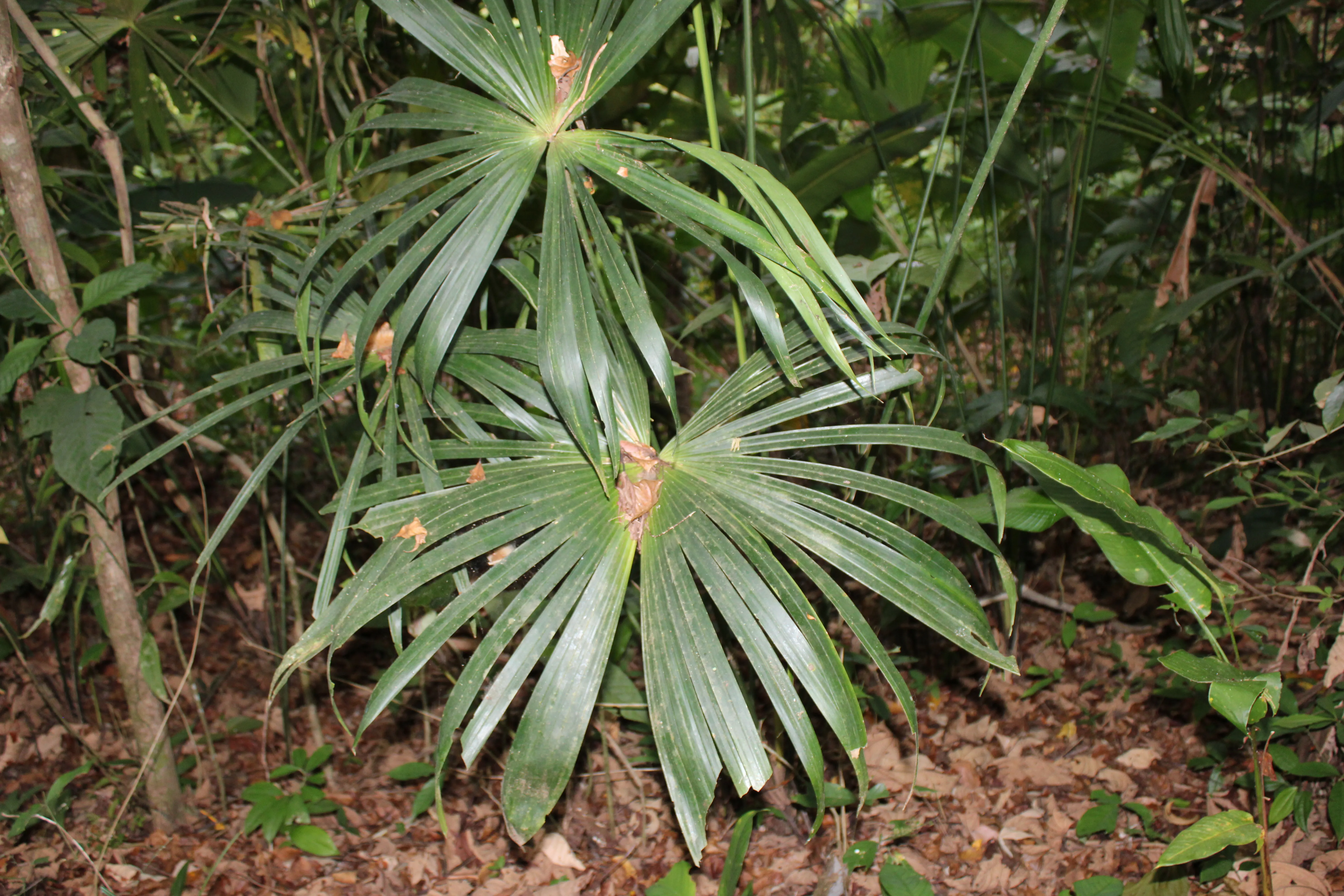 Rhapis humilis