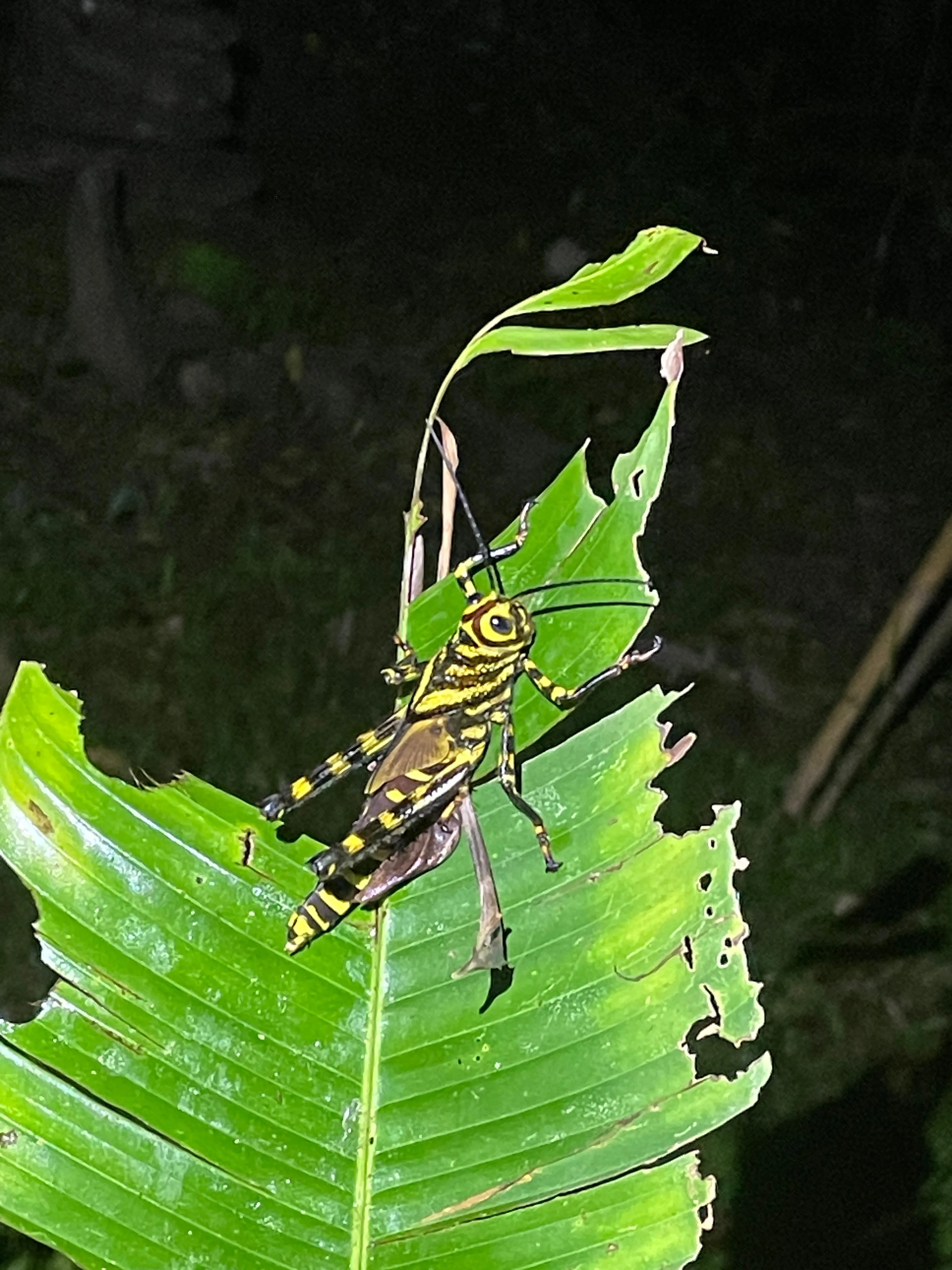 giant grasshopper resting on a leaf